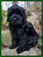 Jetta Parson pups 8 weeks old 7122