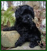 Jetta Parson pups 8 weeks old 9122
