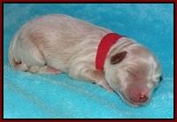 Jetta Parson newborn pups 111
