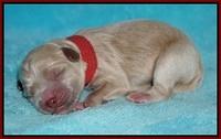 Jetta Parson newborn pups 91