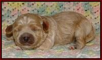 Jetta Parson pups 1 week old 111