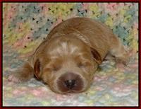 Jetta Parson pups 1 week old 121