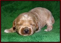 Jetta Parson pups 2 wks old 121
