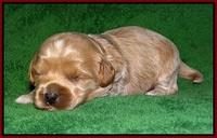 Jetta Parson pups 2 wks old 141