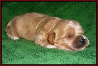 Jetta Parson pups 2 wks old 151