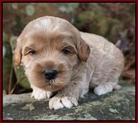 Jetta Parson pups 3 wks old 111