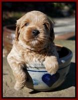 Jetta Parson pups 4 wks old 151