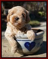 Jetta Parson pups 4 wks old 181