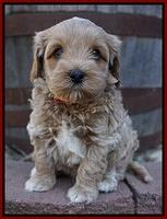 Jetta Parson pups 5 weeks old 151