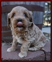 Jetta Parson pups 5 weeks old 161