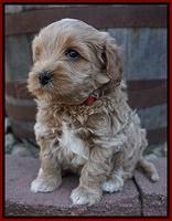 Jetta Parson pups 5 weeks old 171