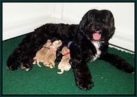 Jetta Parson newborn pups 2122