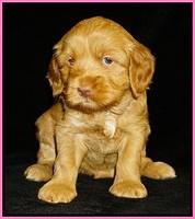 Ellie Flicker pups 4 wks old 11