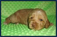 Ellie Flicker pups 3 wks old 51