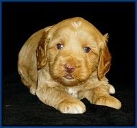Ellie Flicker pups 4 wks old 41