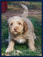 Ellie Flicker pups 6 wks old 101