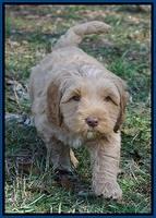 Ellie Flicker pups 6 wks old 111