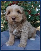 Ellie Flicker pups 6 wks old 81