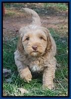 Ellie Flicker pups 6 wks old 91