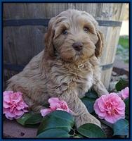 Ellie Flicker pups 7 wks old 51