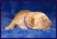 Ellie Flicker pups 1 wk old 101