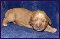Ellie Flicker pups 1 wk old 91