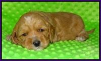 Ellie Flicker pups 3 wks old 91