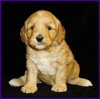 Ellie Flicker pups 4 wks old 61