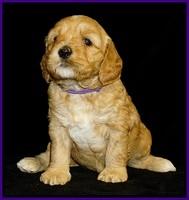 Ellie Flicker pups 4 wks old 71
