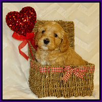 Ellie Flicker pups 5 wks old 141