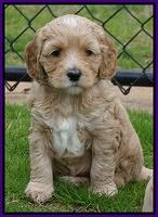 Ellie Flicker pups 5 wks old 161