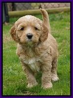 Ellie Flicker pups 5 wks old 171