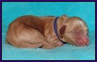 Ellie Flicker pups newborn 61
