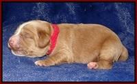 Ellie Flicker pups 1 wk old 121