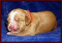 Ellie Flicker pups 1 wk old 141