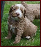 Ellie Flicker pups 5 wks old 221