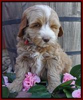 Ellie Flicker pups 7 wks old 121