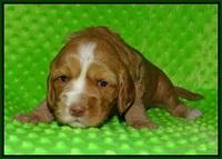 Ellie Flicker pups 3 wks old 141