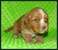 Ellie Flicker pups 3 wks old 151