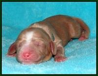 Ellie Flicker pups newborn 111