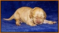Ellie Flicker pups 1 wk old 191