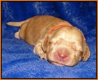 Ellie Flicker pups 1 wk old 201