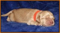 Ellie Flicker pups 1 wk old 211