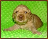 Ellie Flicker pups 3 wks old 171