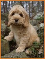 Ellie and Flicker pups 8 wks old 15 92