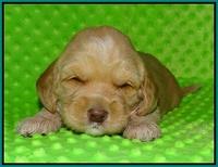 Ellie Flicker pups 3 wks old 191