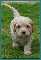 Ellie Flicker pups 5 wks old 341