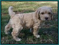 Ellie Flicker pups 6 wks old 331