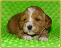 Ellie Flicker pups 3 wks old 221