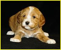 Ellie Flicker pups 4 wks old 171